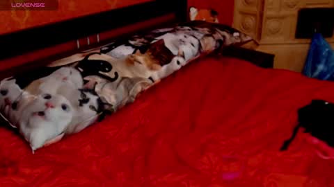 housewife Eva online show from January 30, 2025, 5:49 pm