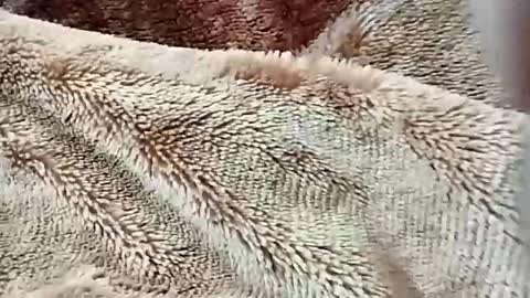 sim  nib online show from February 2, 2026, 7:23 pm