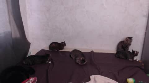 Olivia online show from March 20, 2026, 12:54 pm