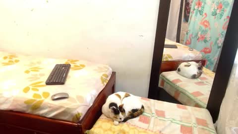 Snapshot of pamela_vasquez chatting on September 13, 2025, 5:24 pm diana online show from September 13, 2025, 5:24 pm