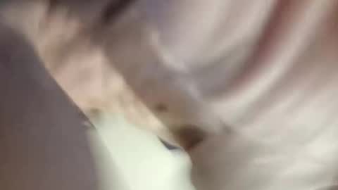 Paw online show from December 30, 2024, 12:20 pm