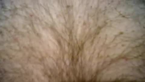 Snapshot of peterpeteropoulos chatting on February 27, 2025, 7:37 pm peterpeteropoulos online show from February 27, 2025, 7:37 pm