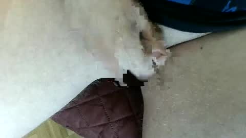 pippo online show from January 26, 2025, 3:47 pm