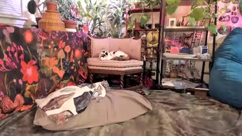 Goddess Pluto online show from January 31, 2025, 11:13 pm