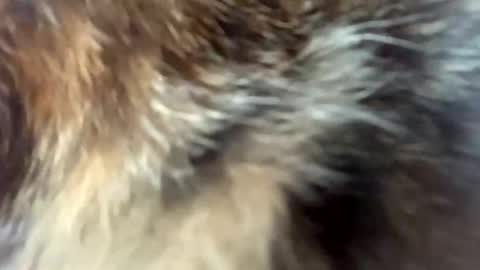 Snapshot of pokeh03 chatting on April 3, 2026, 12:03 pm sweet angel baby online show from April 3, 2026, 12:03 pm