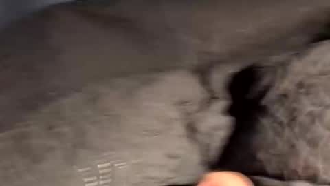 rebornbutbored online show from November 15, 2025, 11:40 am