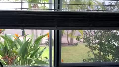 Snapshot of riskyshowoff chatting on March 5, 2025, 3:29 am House to myself boss me around online show from March 5, 2025, 3:29 am