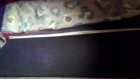 robert227818 online show from November 8, 2025, 6:13 am