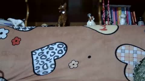 Snapshot of sarraella chatting on December 7, 2024, 8:27 pm Sarra online show from December 7, 2024, 8:27 pm