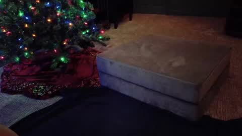 Snapshot of scout_has_fun chatting on December 10, 2024, 4:56 am Scout has fun online show from December 10, 2024, 4:56 am