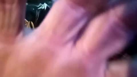 Snapshot of sharoc666 chatting on February 25, 2025, 12:55 pm Shamroc online show from February 25, 2025, 12:55 pm