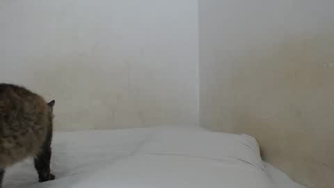 sirajones online show from February 25, 2025, 12:47 am