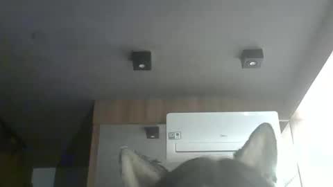 Snapshot of skinnykittencam chatting on February 4, 2026, 12:38 am skinnykittencam online show from February 4, 2026, 12:38 am