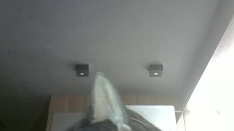 Snapshot of skinnykittencam chatting on March 22, 2026, 2:42 pm skinnykittencam online show from March 22, 2026, 2:42 pm