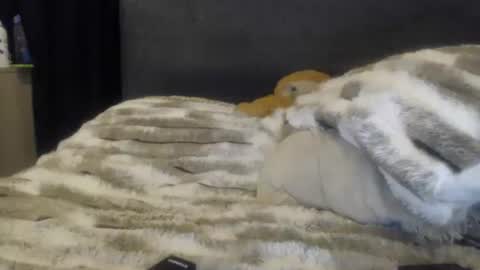 Snapshot of sofigarcia17 chatting on June 8, 2026, 2:01 am sofi online show from June 8, 2026, 2:01 am