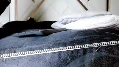 Snapshot of sophiaalee chatting on February 13, 2026, 1:12 am SophiaLee online show from February 13, 2026, 1:12 am