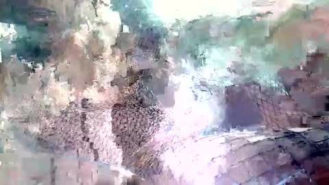 spence6669_tree online show from November 15, 2025, 1:51 pm