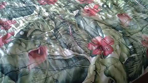 Snapshot of stel7621 chatting on February 23, 2025, 3:40 pm Rocco-load online show from February 23, 2025, 3:40 pm