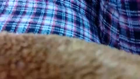 taniya_roy4628 online show from February 12, 2026, 2:50 am