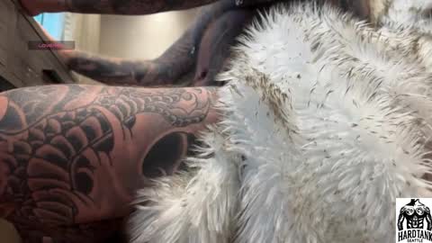 Tank Guy online show from April 2, 2026, 9:45 pm