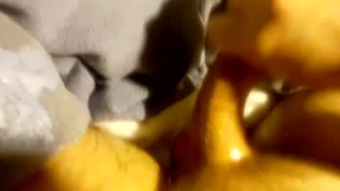 tf0_ online show from March 3, 2025, 4:14 am