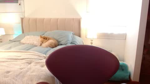   online show from January 2, 2025, 8:35 pm