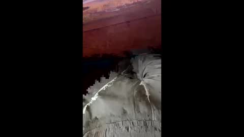 tree553 online show from January 17, 2025, 8:44 pm