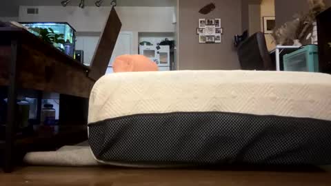 trickydick6 online show from February 23, 2026, 7:11 pm