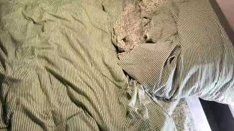 Vireia online show from March 14, 2026, 5:18 pm