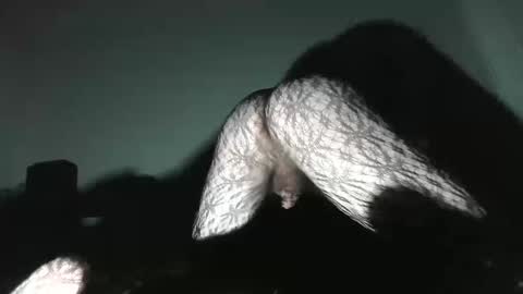 Snapshot of virgowithabig chatting on January 13, 2025, 11:30 am Virgowithabig online show from January 13, 2025, 11:30 am