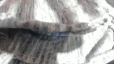 Snapshot of virgowithabig chatting on March 23, 2026, 11:25 am Virgowithabig online show from March 23, 2026, 11:25 am