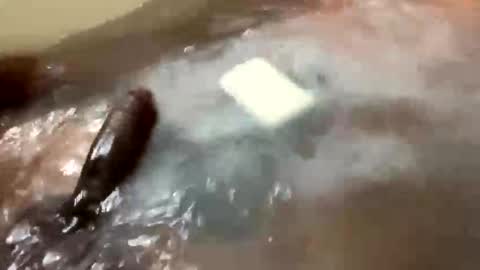 Snapshot of workitbabe790436 chatting on November 1, 2025, 9:17 pm workitbabe790436 online show from November 1, 2025, 9:17 pm