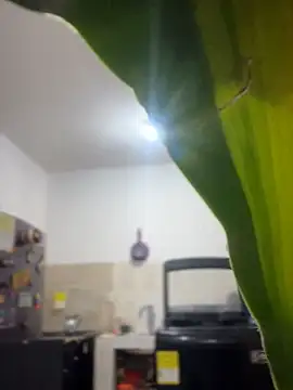 Snapshot of emily_rosse04 chatting on March 4, 2026, 11:16 am emily rosse04 online show from March 4, 2026, 11:16 am