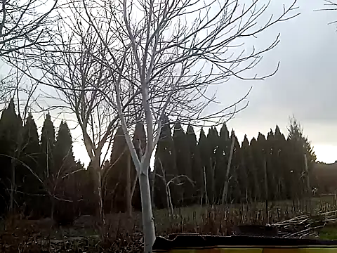 Snapshot of perversalus chatting on February 2, 2025, 1:08 pm perversalus online show from February 2, 2025, 1:08 pm