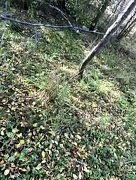 Snapshot of Sirina80 chatting on October 19, 2025, 11:55 am Sirina80 online show from October 19, 2025, 11:55 am