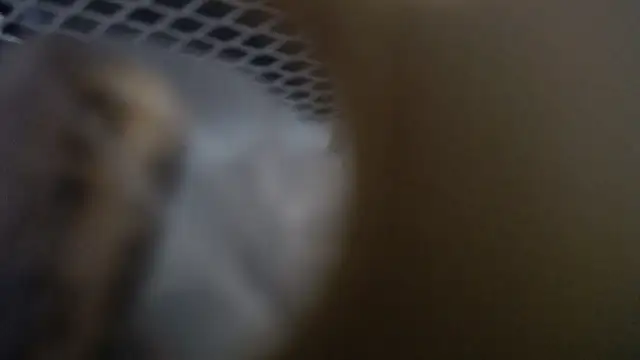 lovense test04 online show from January 19, 2026, 10:30 am