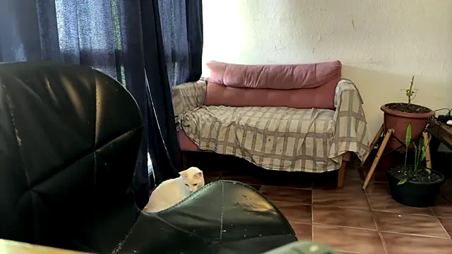 Snapshot of gerson173Hugo chatting on January 7, 2026, 12:18 pm gerson173Hugo online show from January 7, 2026, 12:18 pm