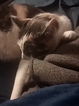 AmazonianMistress online show from February 10, 2025, 8:31 pm