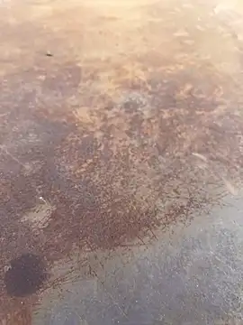 Black-mamba-madingo online show from September 28, 2025, 4:01 pm