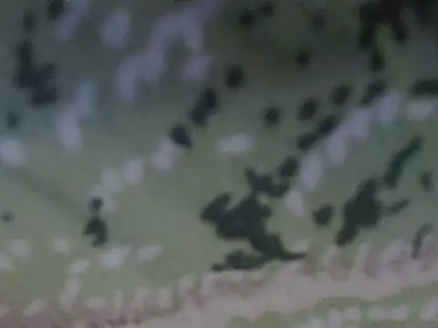 Snapshot of silky_milky chatting on October 31, 2025, 8:21 pm silky milky online show from October 31, 2025, 8:21 pm