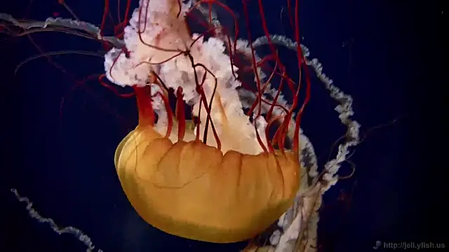 streamy test11 online show from January 27, 2025, 9:23 am