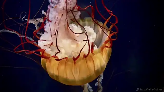 streamy test11 online show from February 19, 2025, 8:33 am