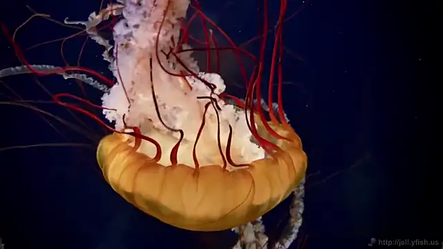 streamy test11 online show from February 28, 2025, 8:09 am