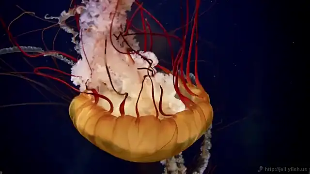 streamy test11 online show from March 3, 2025, 8:16 am