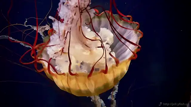 streamy test11 online show from October 9, 2025, 12:58 pm