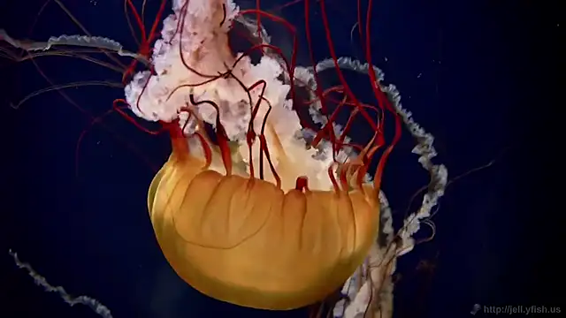 streamy test11 online show from October 21, 2025, 2:07 pm