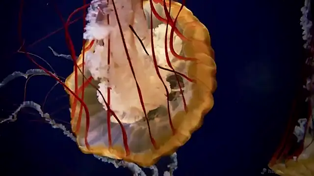 streamy test11 online show from October 23, 2025, 10:36 am