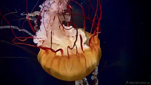 streamy test15 online show from December 2, 2024, 8:09 am