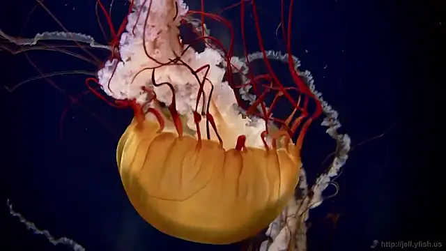 streamy test15 online show from November 19, 2025, 9:53 am