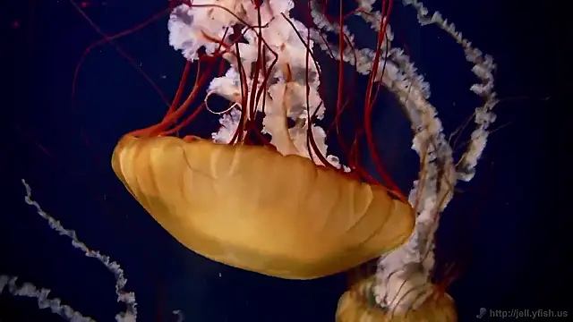 streamy test15 online show from November 26, 2025, 5:14 pm